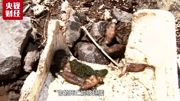 海參,大連海參,高溫,曉芹海參,秋參,漲價