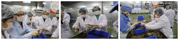 曉芹海參,海參工廠,大連海參,海參加工 曉芹海參,海參工廠,大連海參,海參加工